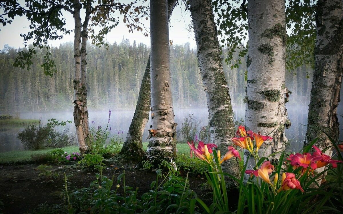 Birken und Blumen vor einem nebligen Wald Birken und Blumen vor einem nebligen Wald